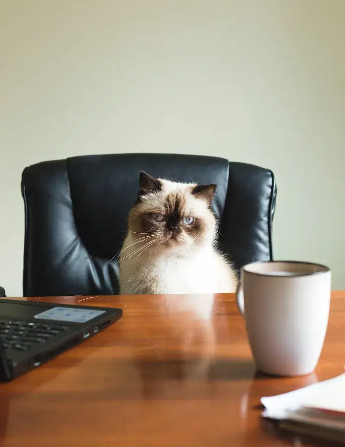 Cool cat sitting on the desk